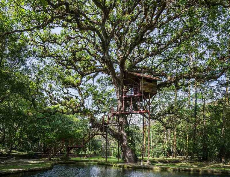 Adventure and relax on the tree